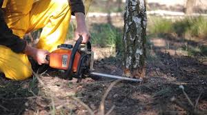 Trusted American Canyon, CA Tree Removal and Landscaping Services Experts